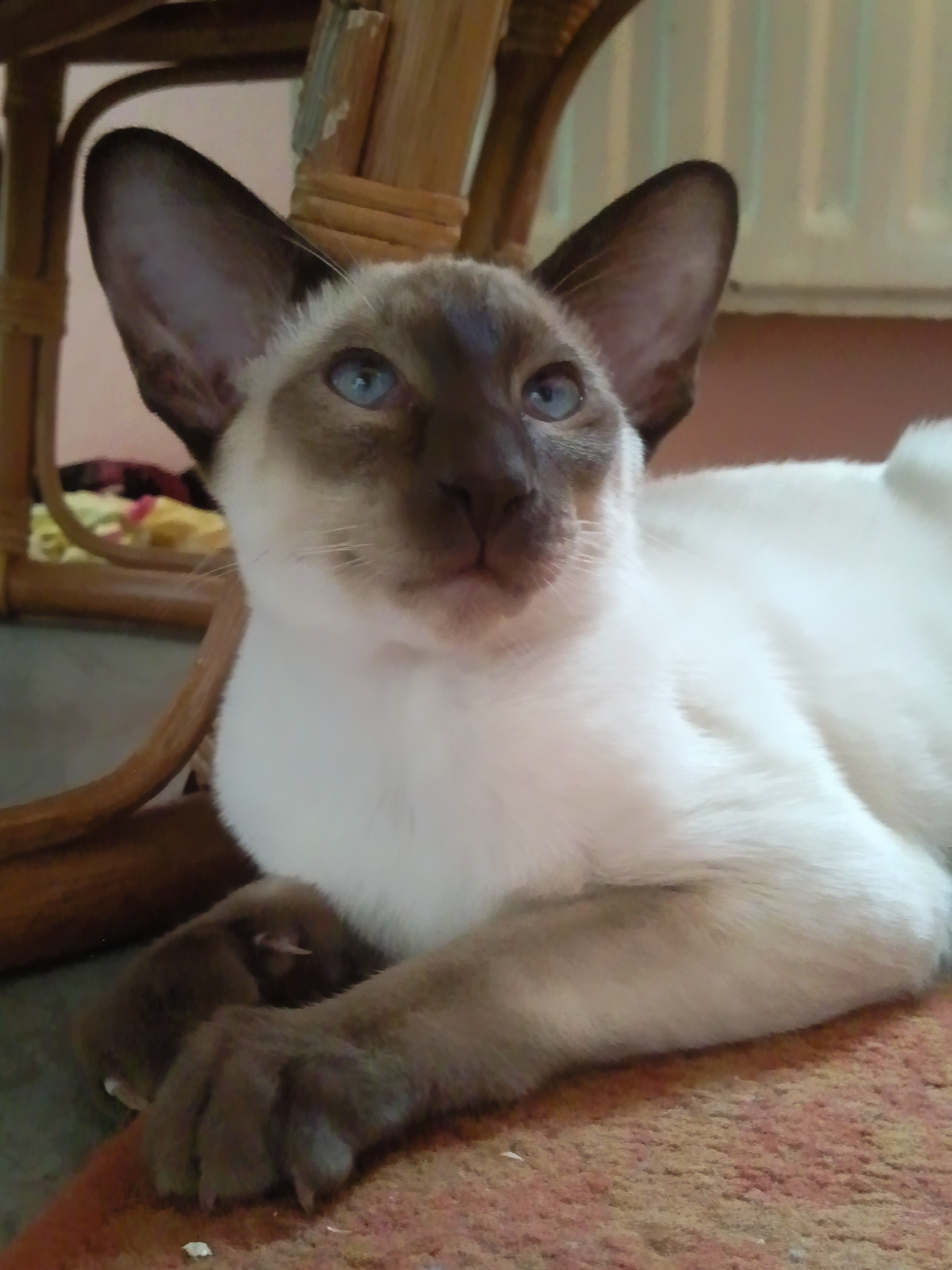 xixí